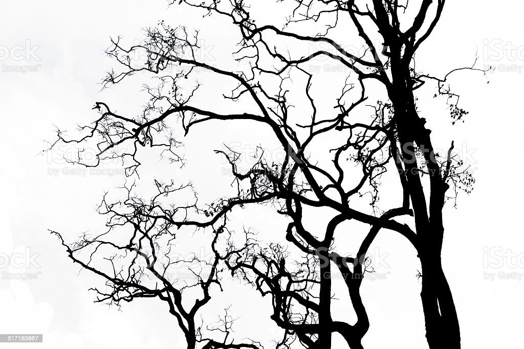 Detail Gambar Ranting Pohon Monokrom Nomer 6