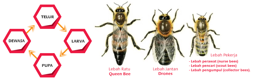Detail Gambar Ratu Lebah Nomer 5