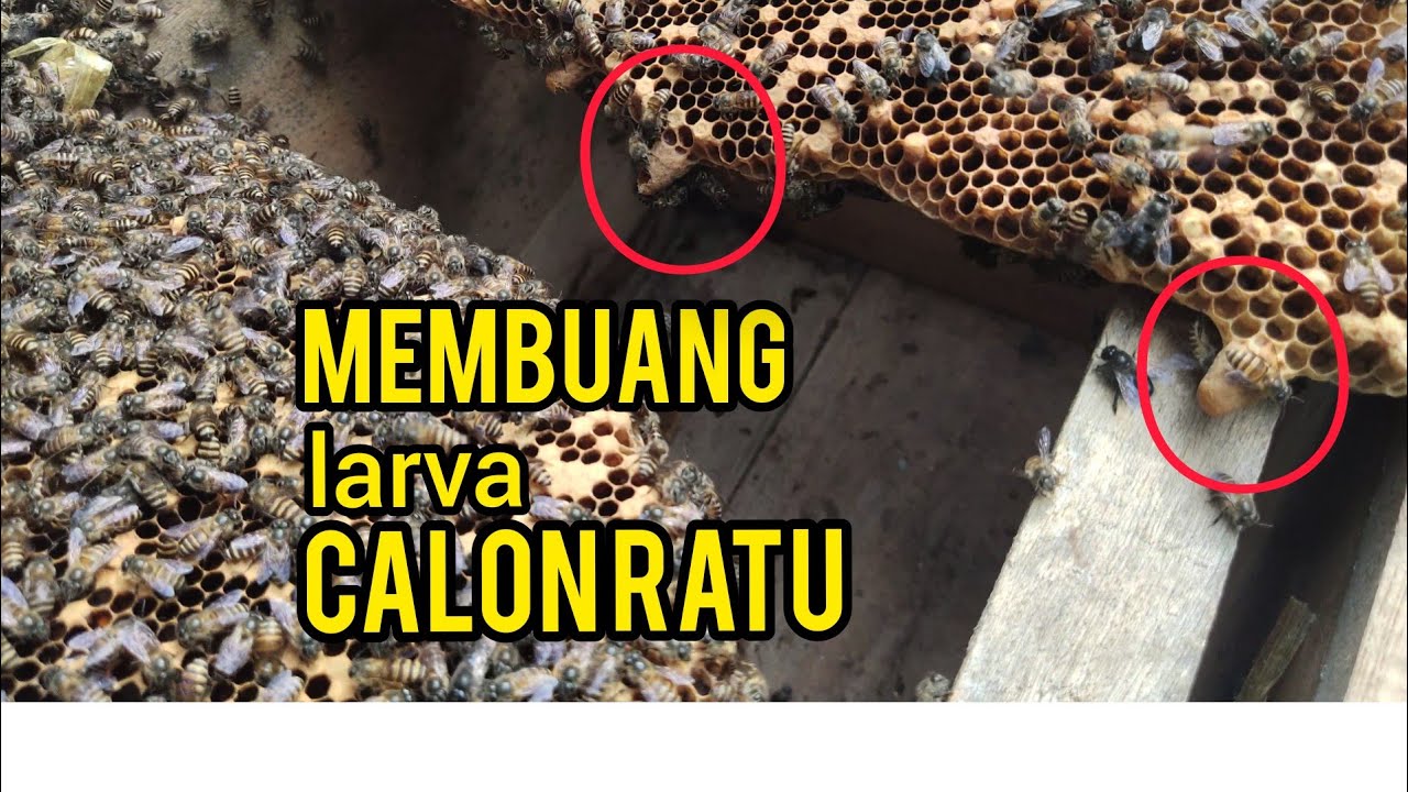 Detail Gambar Ratu Lebah Nomer 54