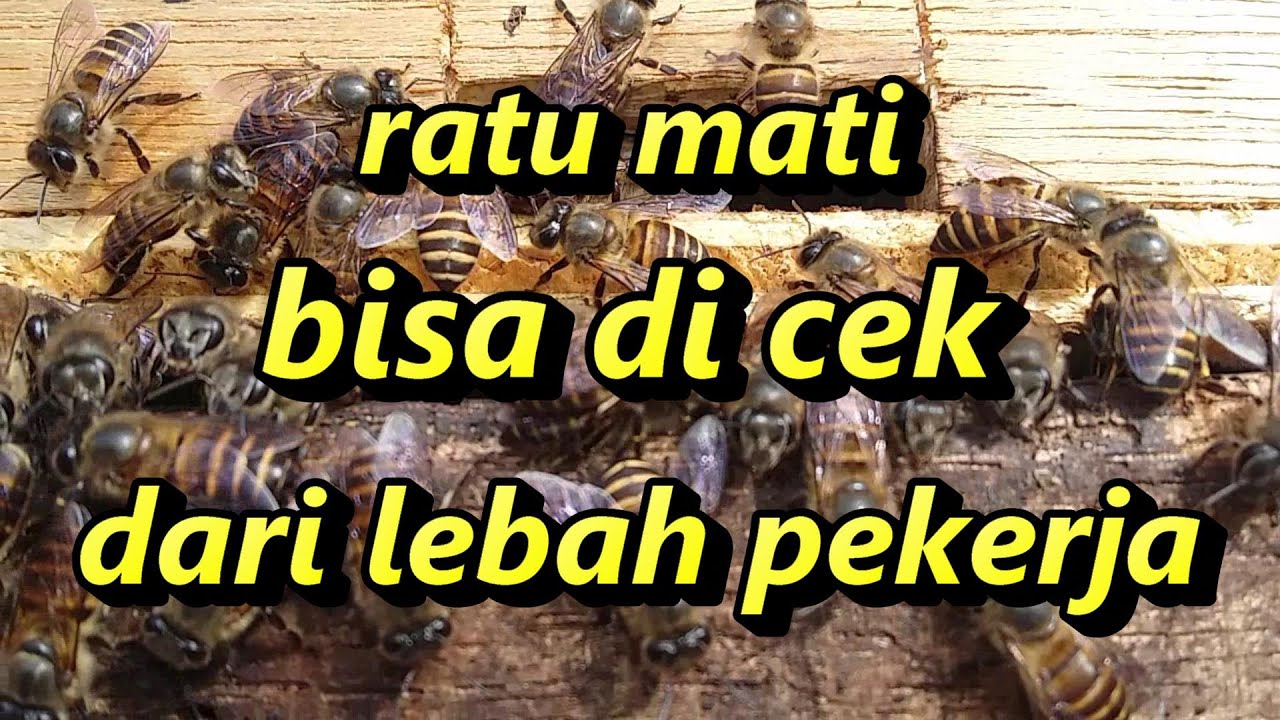 Detail Gambar Ratu Lebah Madu Nomer 33