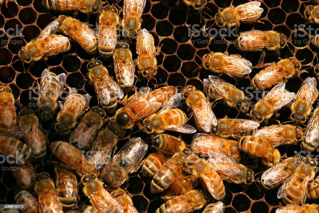 Detail Gambar Ratu Lebah Madu Nomer 35