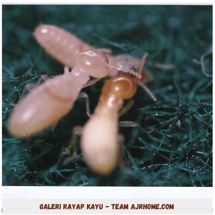 Detail Gambar Rayap Kayu Nomer 53