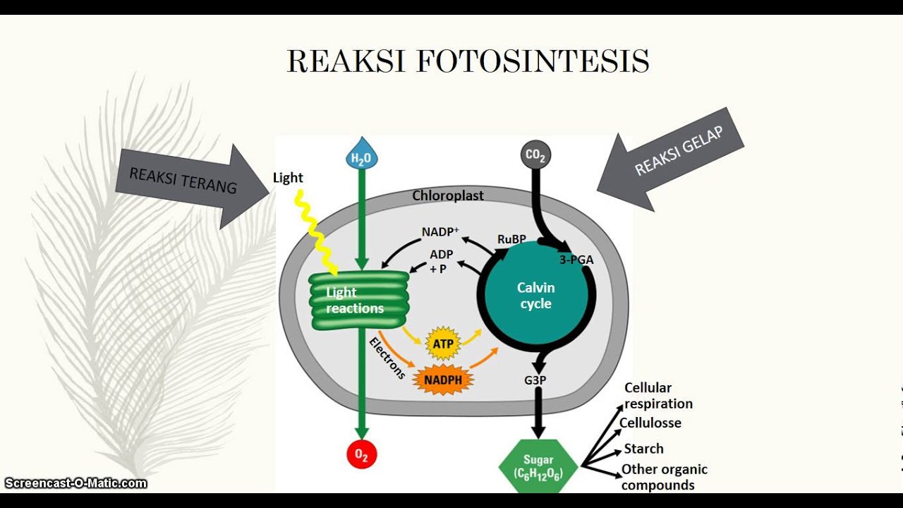 Detail Gambar Reaksi Terang Nomer 19