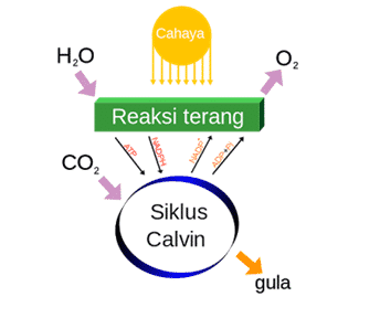 Detail Gambar Reaksi Terang Nomer 34