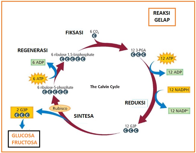 Detail Gambar Reaksi Terang Nomer 42