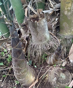 Detail Gambar Rebung Bambu Nomer 37