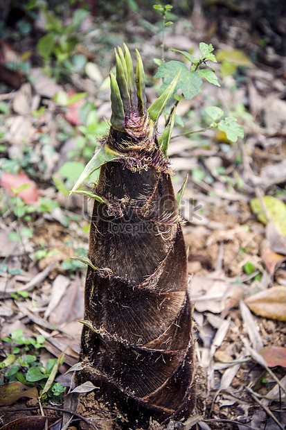 Detail Gambar Rebung Bambu Nomer 52