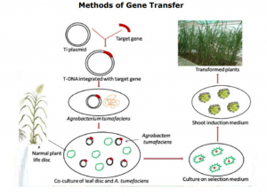 Detail Gambar Rekayasa Genetika Tanaman Padi Nomer 9