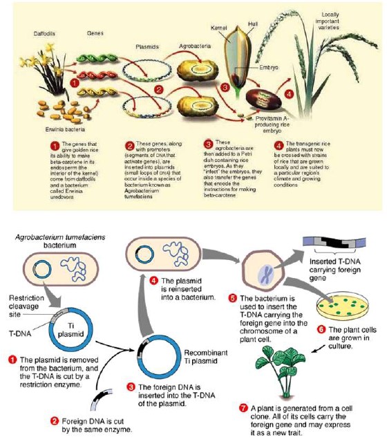 Detail Gambar Rekayasa Genetika Tanaman Padi Nomer 12
