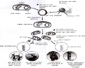 Detail Gambar Rekayasa Genetika Tanaman Padi Nomer 29