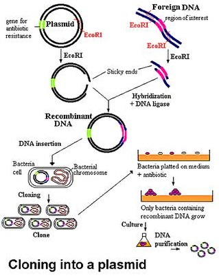 Detail Gambar Rekayasa Genetika Tanaman Padi Nomer 34
