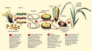 Detail Gambar Rekayasa Genetika Tanaman Padi Nomer 3