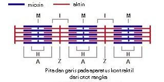 Detail Gambar Relaksasi Otot Nomer 15