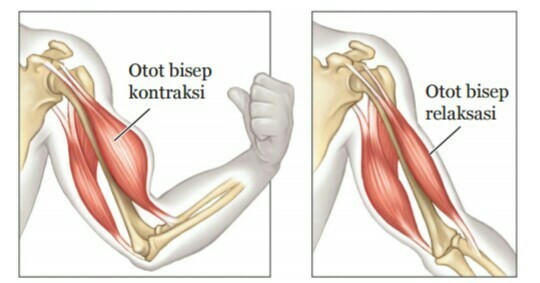 Detail Gambar Relaksasi Otot Nomer 9