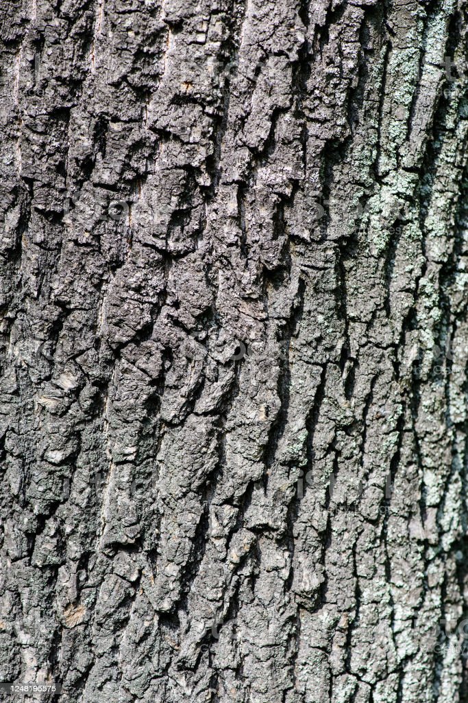 Detail Gambar Relief Batang Pohon Nomer 6