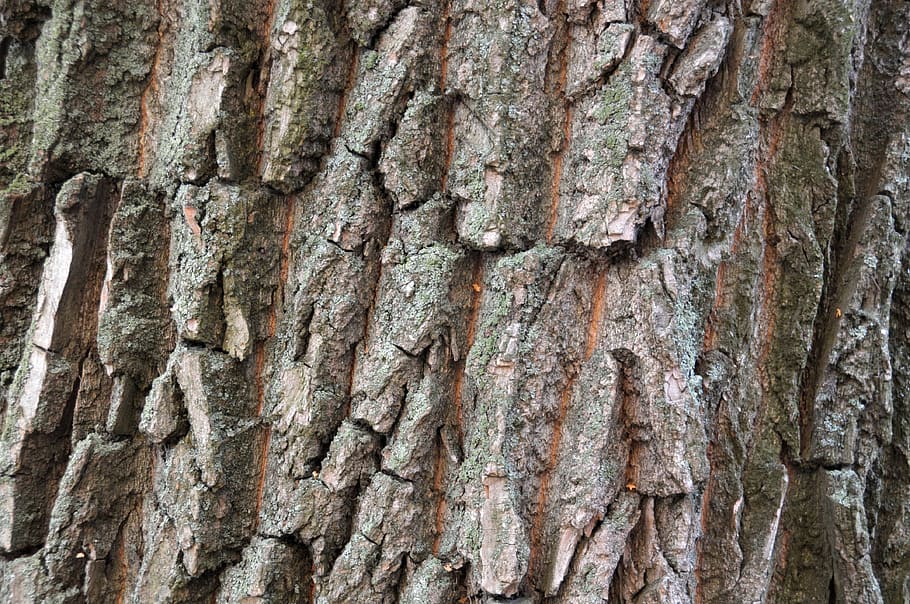 Detail Gambar Relief Batang Pohon Nomer 9