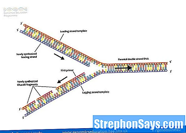 Detail Gambar Replika Dna Nomer 32