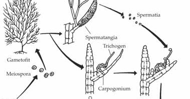 Detail Gambar Reproduksi Alga Merah Nomer 3