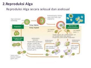 Detail Gambar Reproduksi Alga Merah Nomer 19