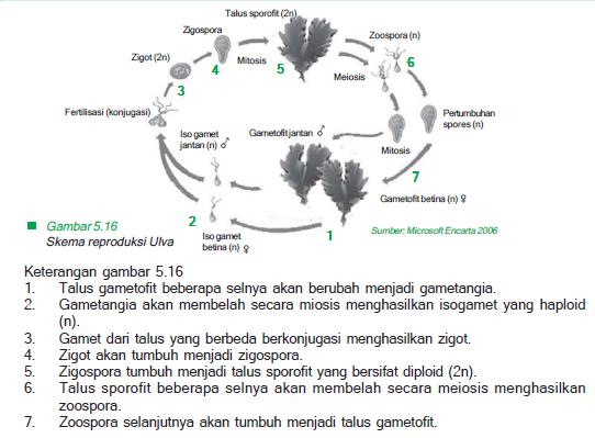 Detail Gambar Reproduksi Alga Merah Nomer 22