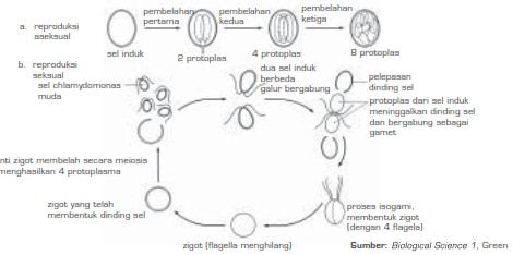 Detail Gambar Reproduksi Alga Merah Nomer 26