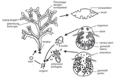Detail Gambar Reproduksi Alga Merah Nomer 5