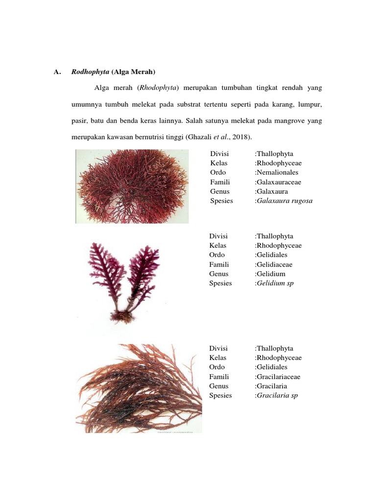 Detail Gambar Reproduksi Alga Merah Nomer 42