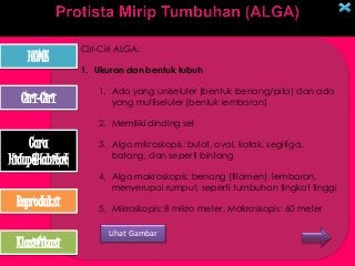 Detail Gambar Reproduksi Alga Merah Nomer 43