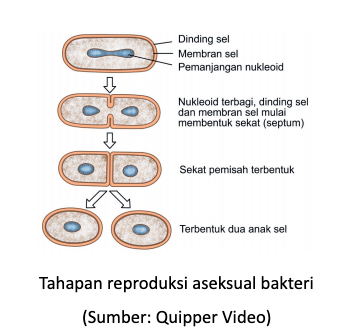 Gambar Reproduksi Bakteri - KibrisPDR