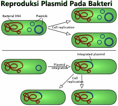 Detail Gambar Reproduksi Bakteri Nomer 11