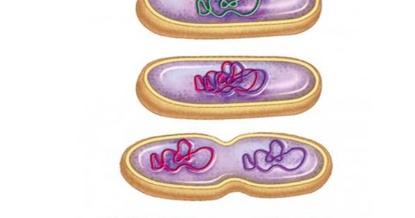 Detail Gambar Reproduksi Bakteri Nomer 16