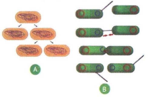Detail Gambar Reproduksi Bakteri Nomer 26