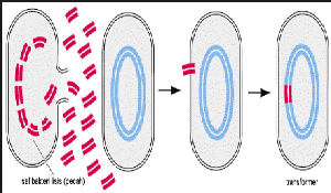Detail Gambar Reproduksi Bakteri Nomer 35