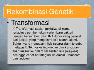 Detail Gambar Reproduksi Bakteri Nomer 40