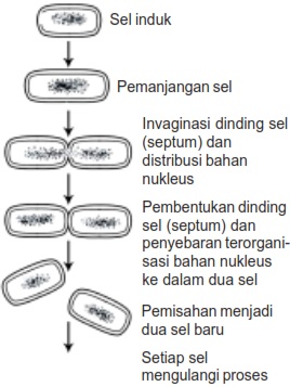 Detail Gambar Reproduksi Bakteri Nomer 47