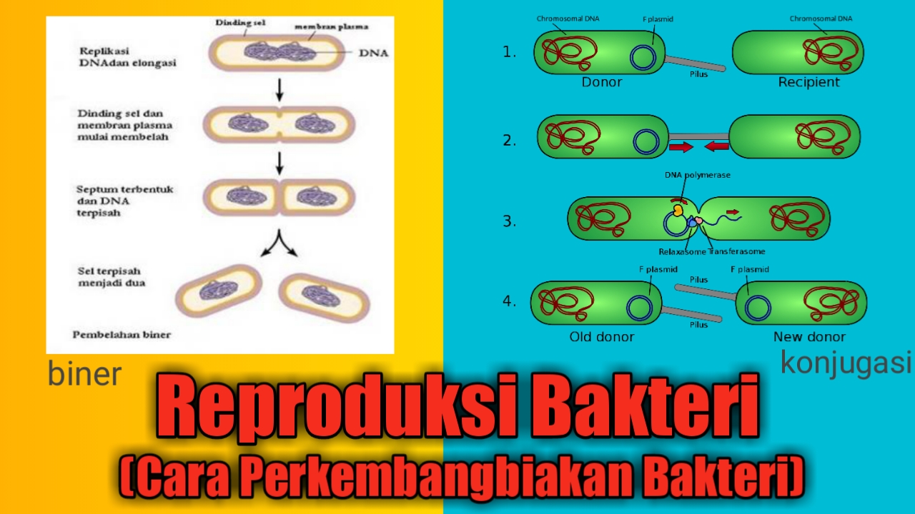 Detail Gambar Reproduksi Bakteri Nomer 6