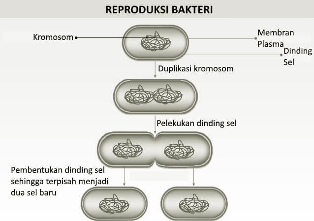 Detail Gambar Reproduksi Bakteri Nomer 8