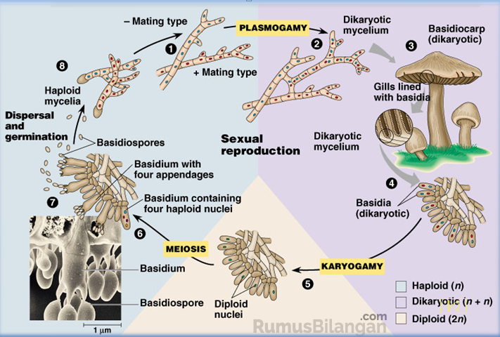 Detail Gambar Reproduksi Jamur Nomer 15