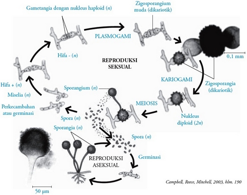 Detail Gambar Reproduksi Jamur Nomer 16