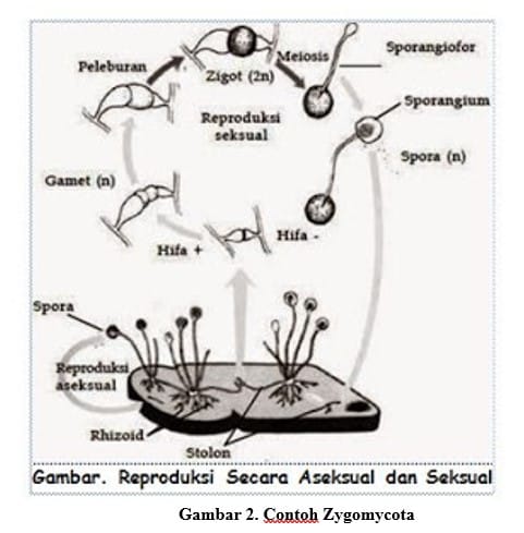 Detail Gambar Reproduksi Jamur Nomer 17