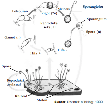 Detail Gambar Reproduksi Jamur Nomer 21