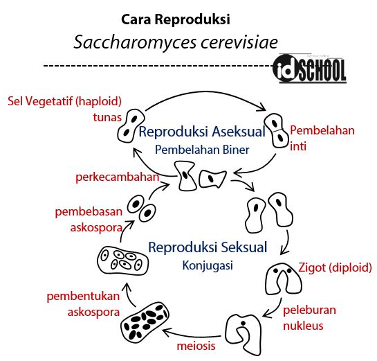 Detail Gambar Reproduksi Jamur Nomer 29