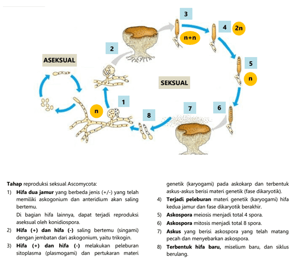 Detail Gambar Reproduksi Jamur Nomer 32