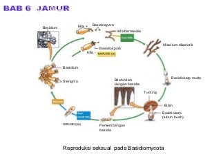 Detail Gambar Reproduksi Jamur Nomer 47