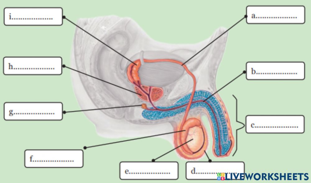 Detail Gambar Reproduksi Laki Nomer 31