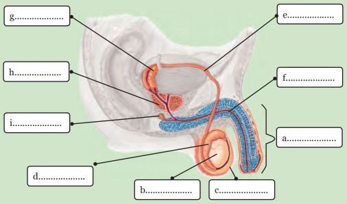 Detail Gambar Reproduksi Laki Nomer 10