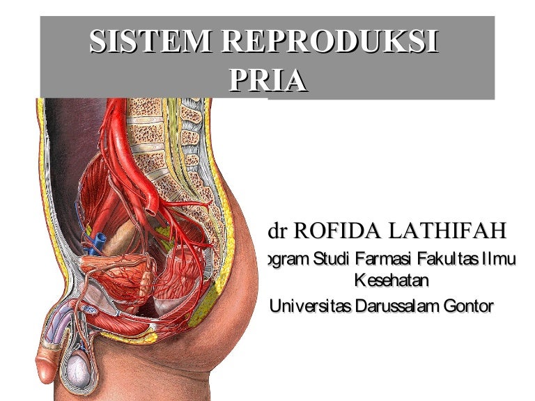 Detail Gambar Reproduksi Laki Laki Nomer 29