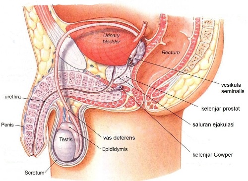 Detail Gambar Reproduksi Pada Laki Laki Nomer 13