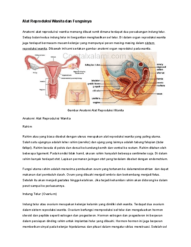 Detail Gambar Reproduksi Pada Laki Laki Nomer 32