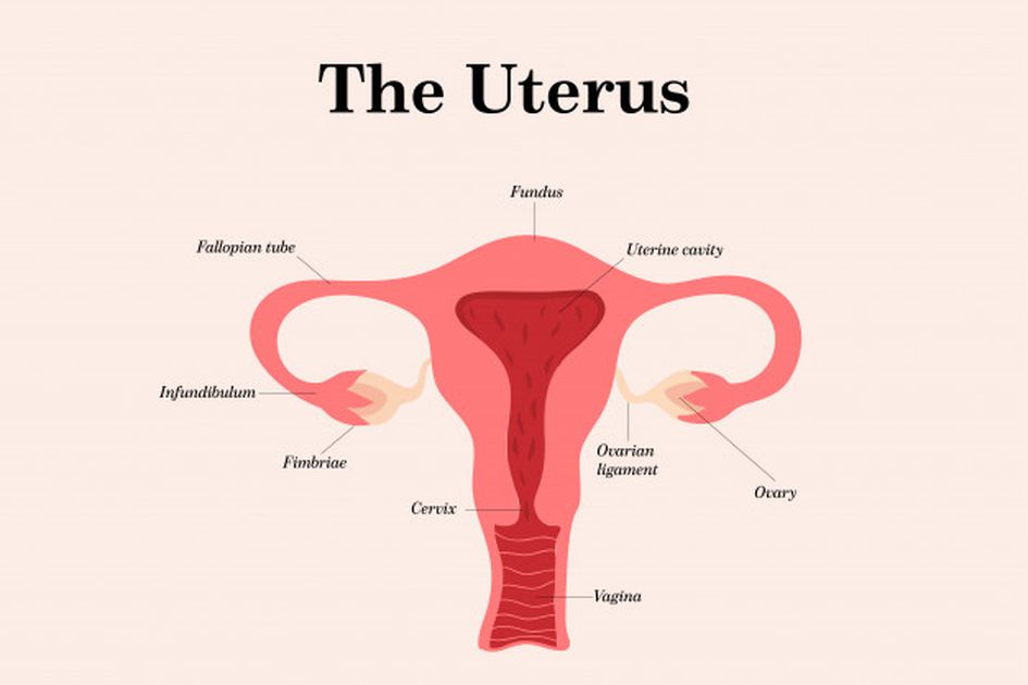 Detail Gambar Reproduksi Pada Wanita Nomer 21